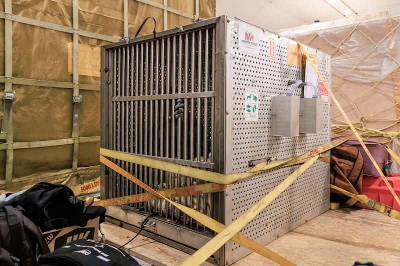 Orphan chimpanzee Chocolat on board the DHL aircraft in a tailor-made ‘VIP’ crate