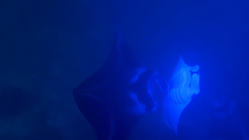 Two manta rays spotted during a night Manta snorkel.Picture by Cate McCurry.