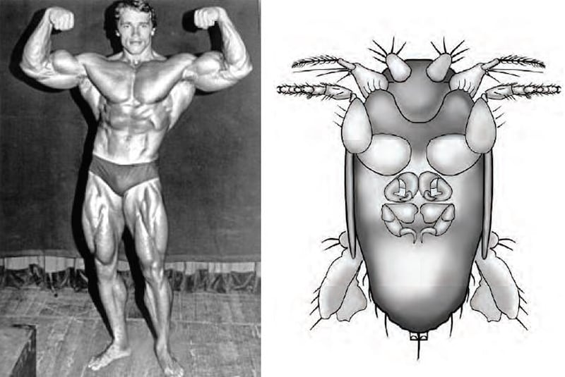 Schwarzenegger pictured next to a drawing of Megapropodiphora arnoldi/