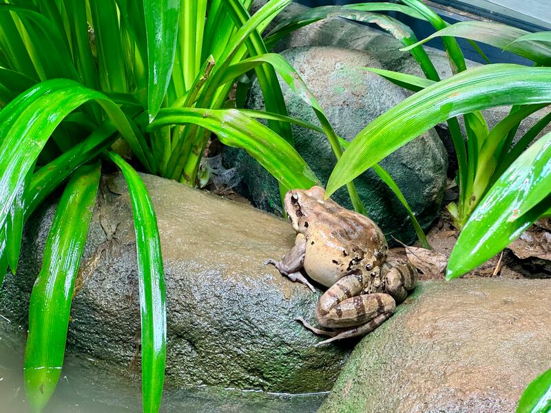 Mountain chicken frogs are among the largest in the world