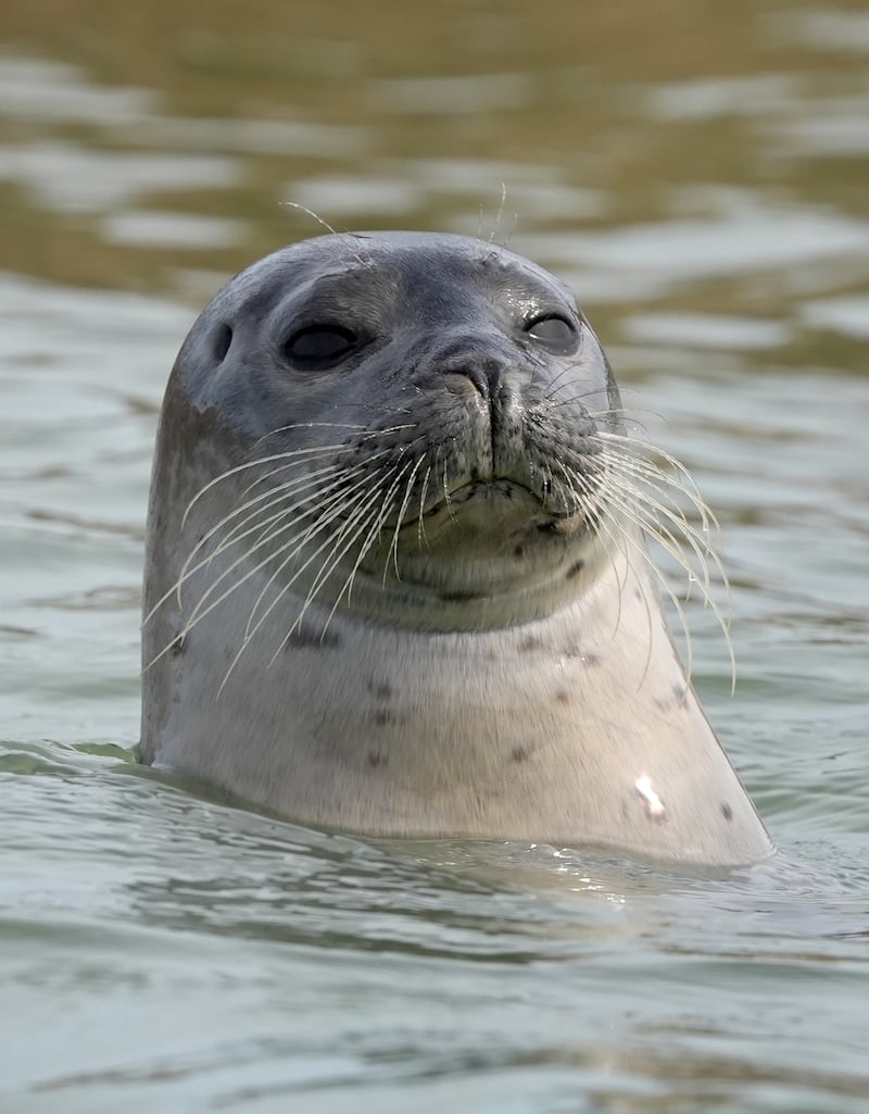 A seal pops its head above the water in the River Stour near Ramsgate, Kent.