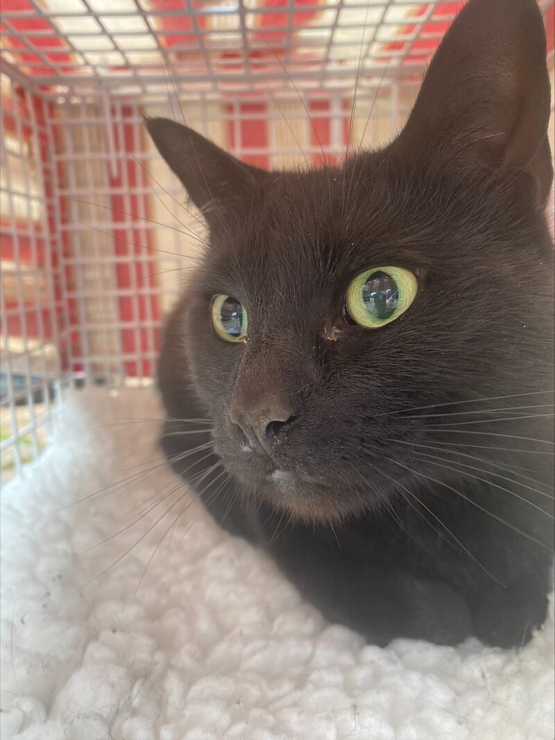 Rose the cat was rescued after a five-mile round trip under the bonnet of a Vauxhall Astra on the school run. (Cats Protection/ PA)