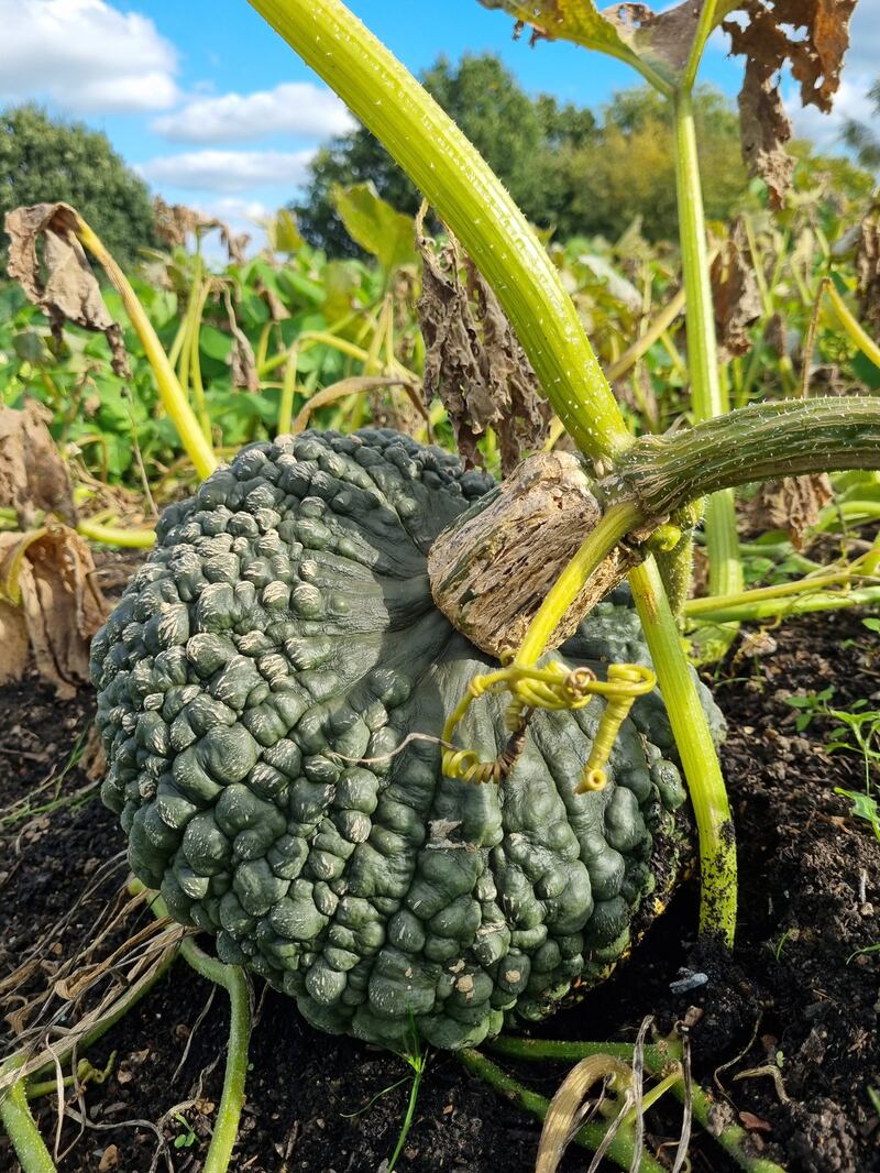 A Marina di Chioggia heirloom pumpkin pictured at Sissinghurst