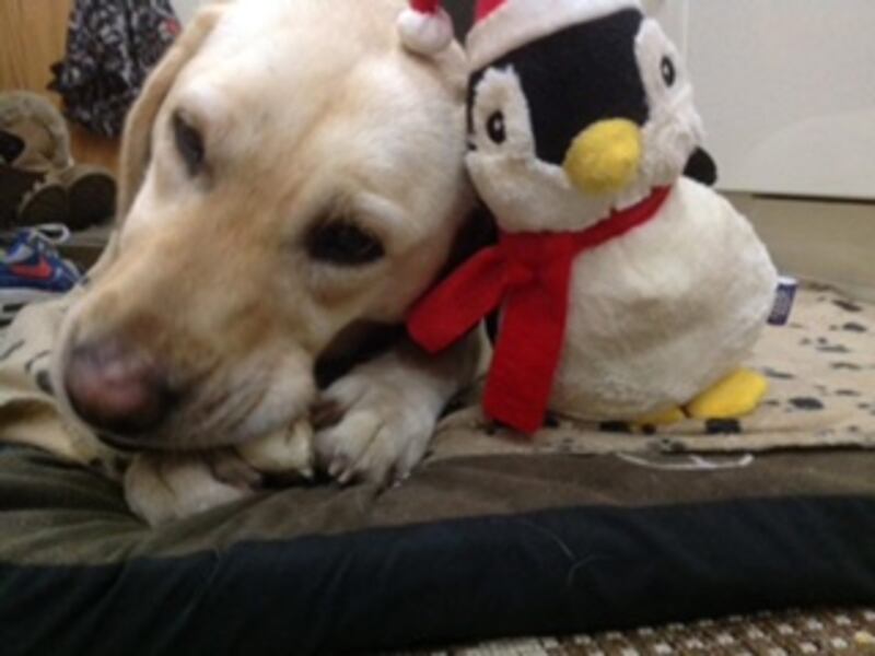 Daisy cuddles her toy penguin (RSPCA)