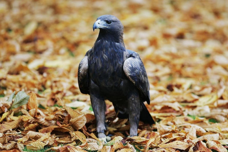 A golden eagle