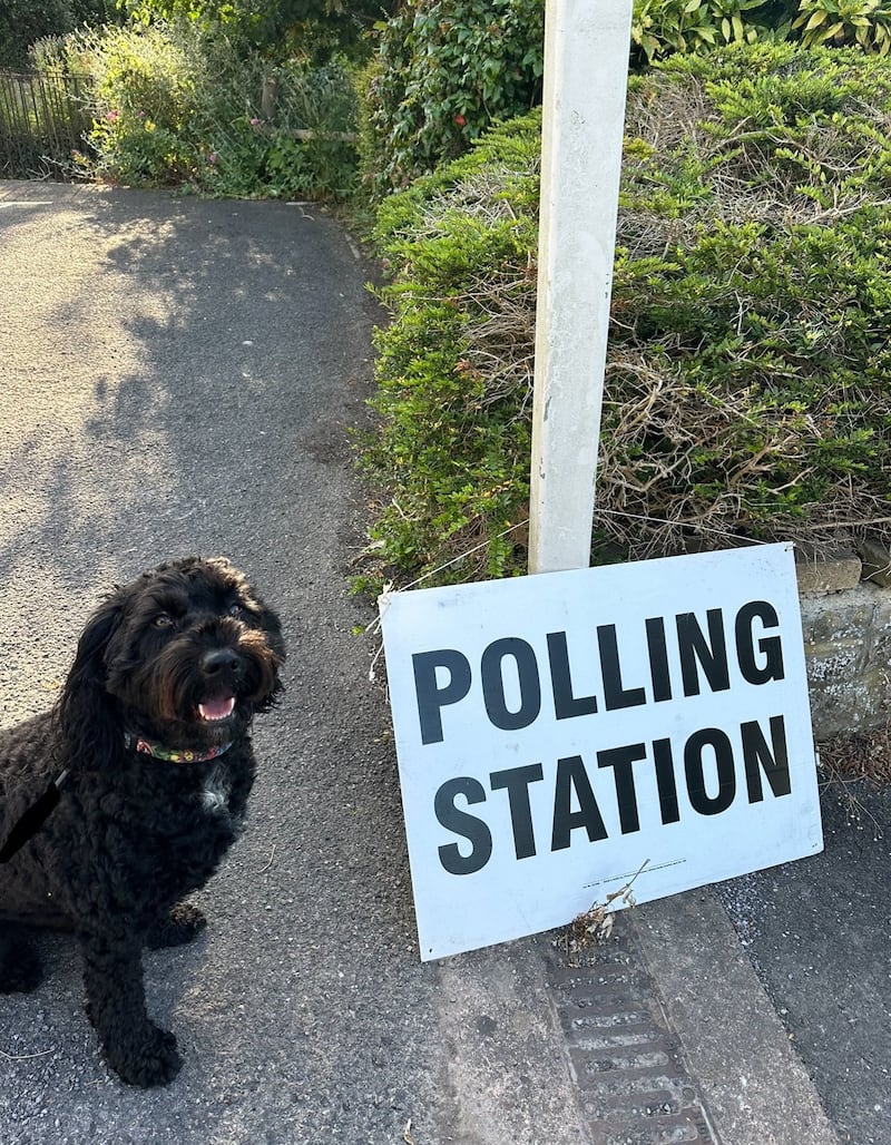 Sproodle Teddy outside a polling station in Taunton