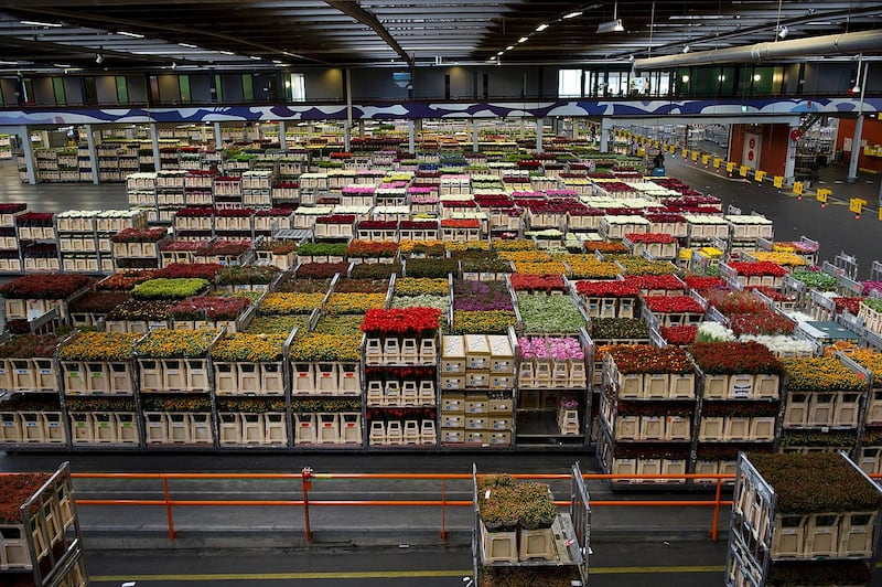 FloraHolland flower warehouse in The Netherlands. (Naaldwijk Rijksoverheid)