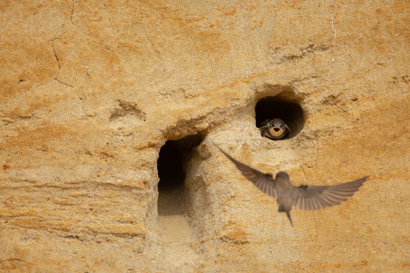 A sand martin flying into the cliff burrow to feed a chick. (Ben Andrew)