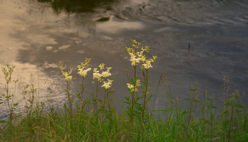 Meadowsweet by the water's edge