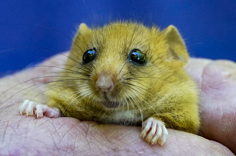 Conservationists say the scheme could – if done well – help threatened wildlife such as dormice