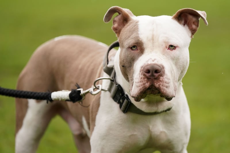 File photo dated 30/09/23 of an XL bully-type dog. Note: File image for illustration purposes; this specific animal has no connection to attacks/cases/crimes mentioned.