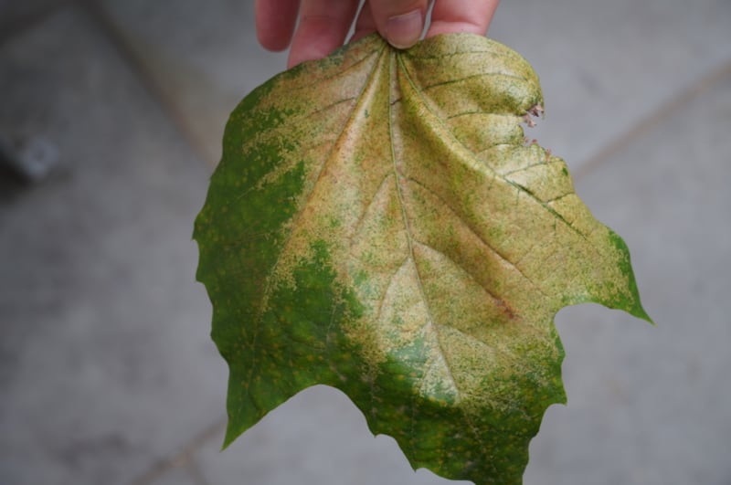 Plane lace bug leaf damage