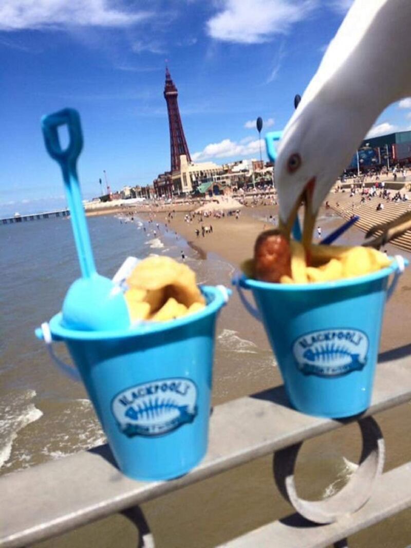 Seagull stealing chips