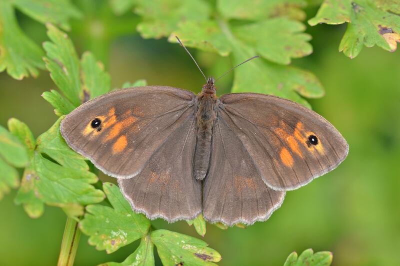 Meadow brown butterflies were among the species that are attracted to long grass