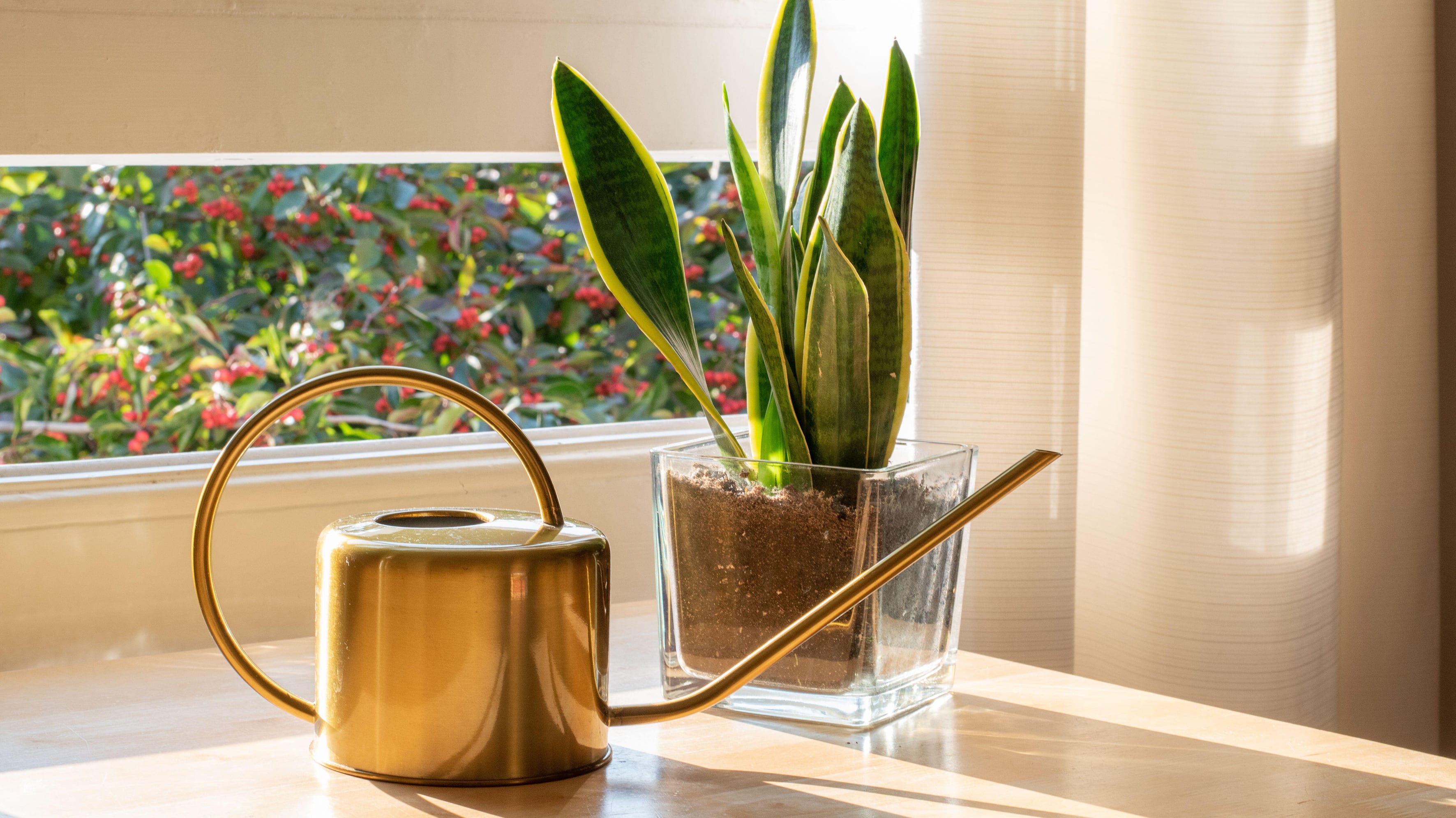 The perfect houseplants for newbie or very busy gardeners