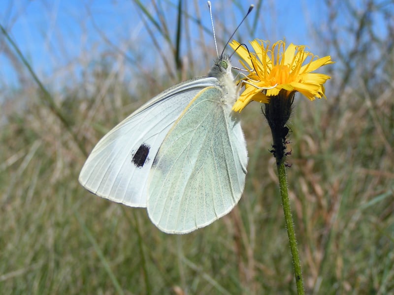 People were asked to record flying insects, from butterflies to flying beetles, squashed on their car number plates