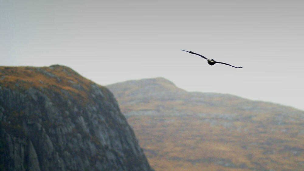 A Golden Eagle flying over Glenveagh National Park in Co Donegal in 2002 