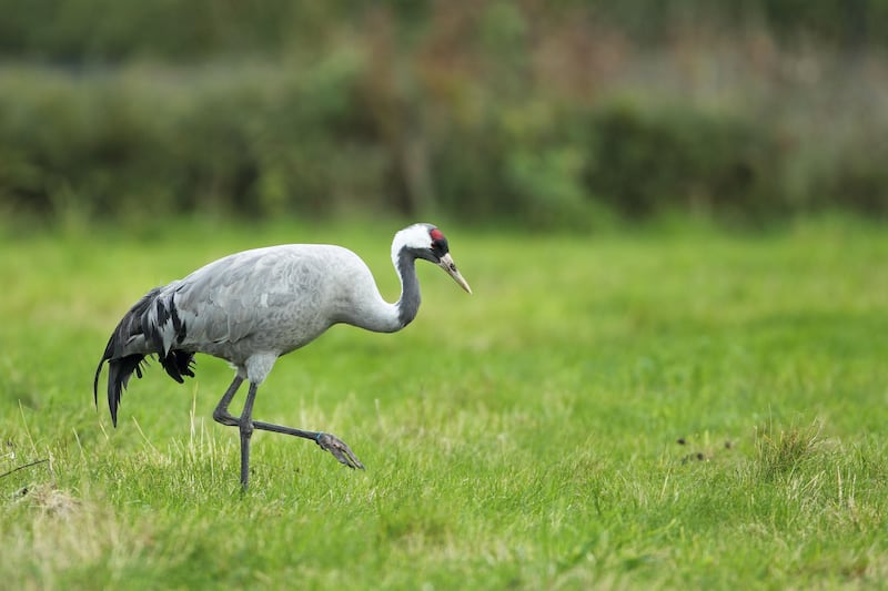 Cranes have returned to the UK