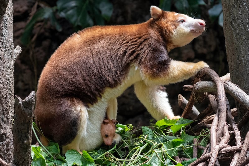 A Matschie’s tree kangaroo joey that made its first appearance from its mother’s pouch at New York’s Bronx Zoo (Wildlife Conservation Society/Terria Clay via AP)