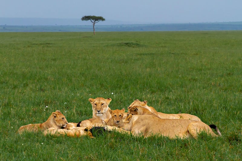 Lion prides enjoy a feast when the migration arrives