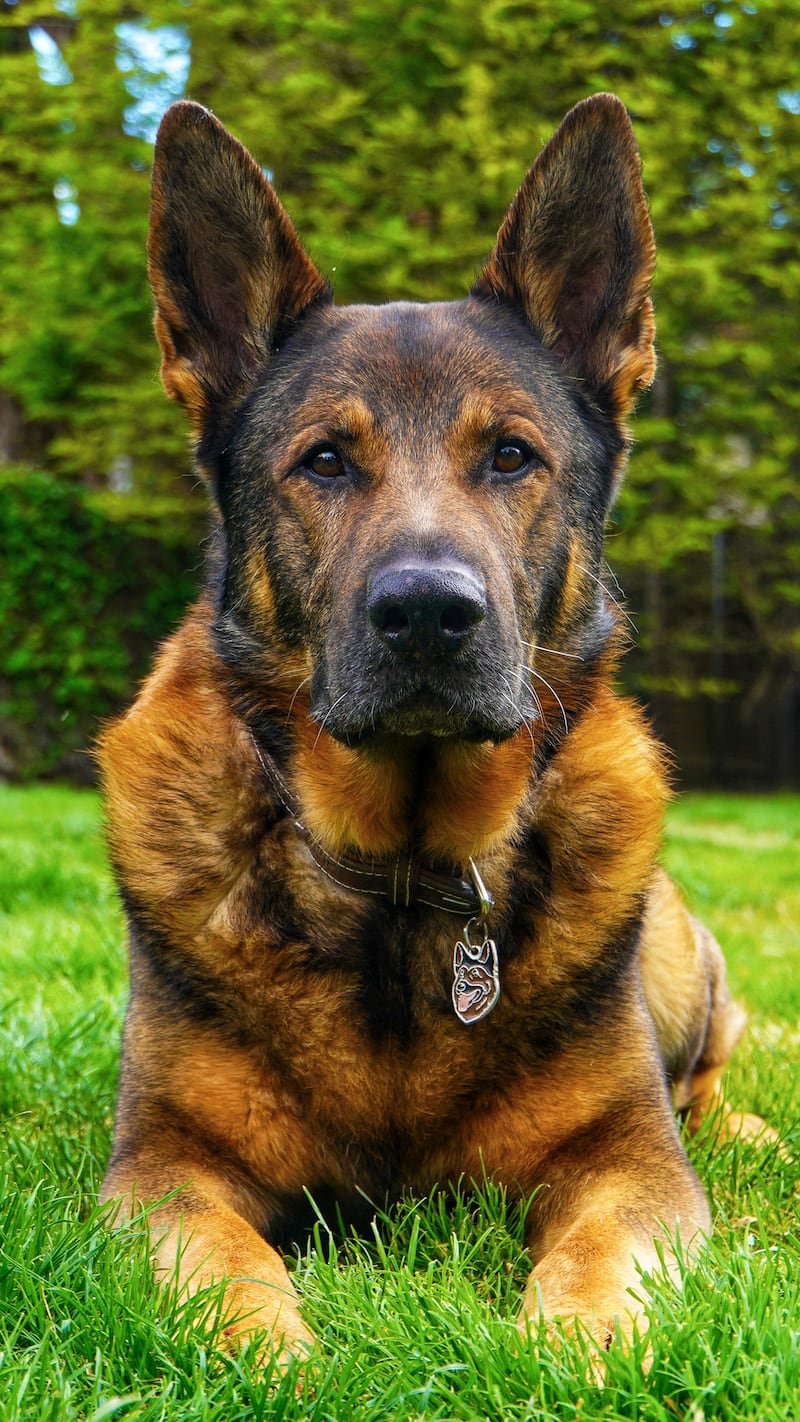 Bear continues to work as a well-being and trauma support dog for police staff