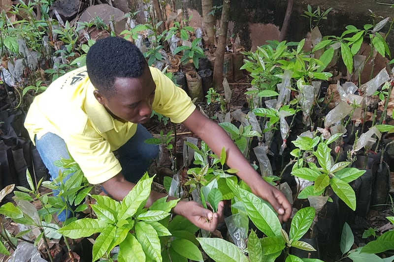 Avocado farmer Jolis Bigirimana said the costs of water in Burundi have increased because of climate change. (Christian Aid)