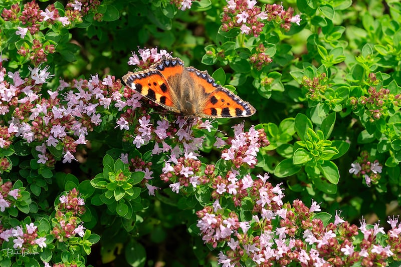 Butterflies had a very bad year due to the weather