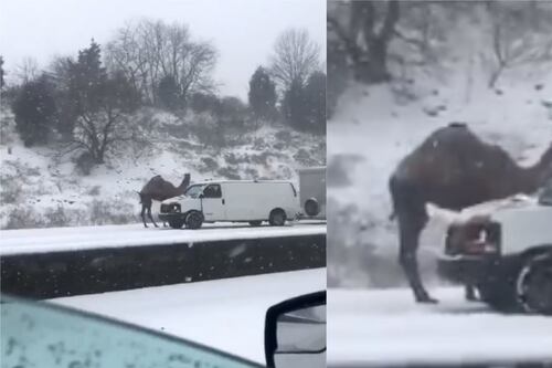Solving the mystery of why this camel was spotted on the side of a snowy road