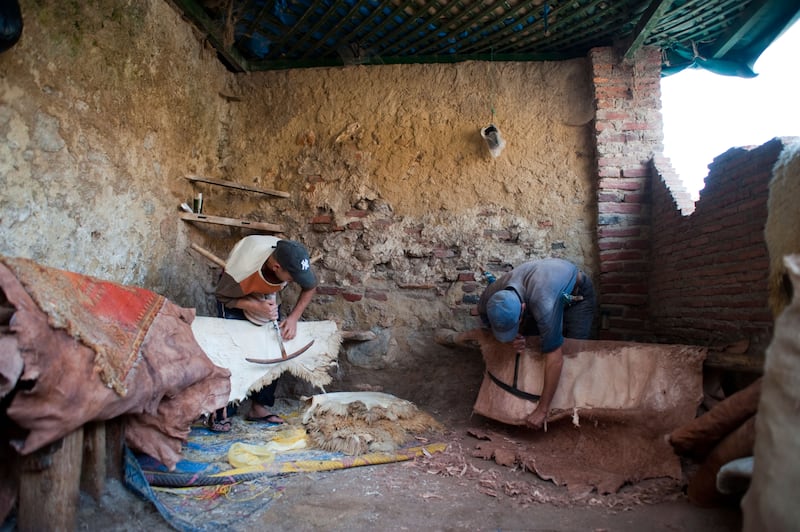 BK7RKW Tanners shearing sheep skin at tannery, Tetouan, Morocco.. Image shot 2009. Exact date unknown.