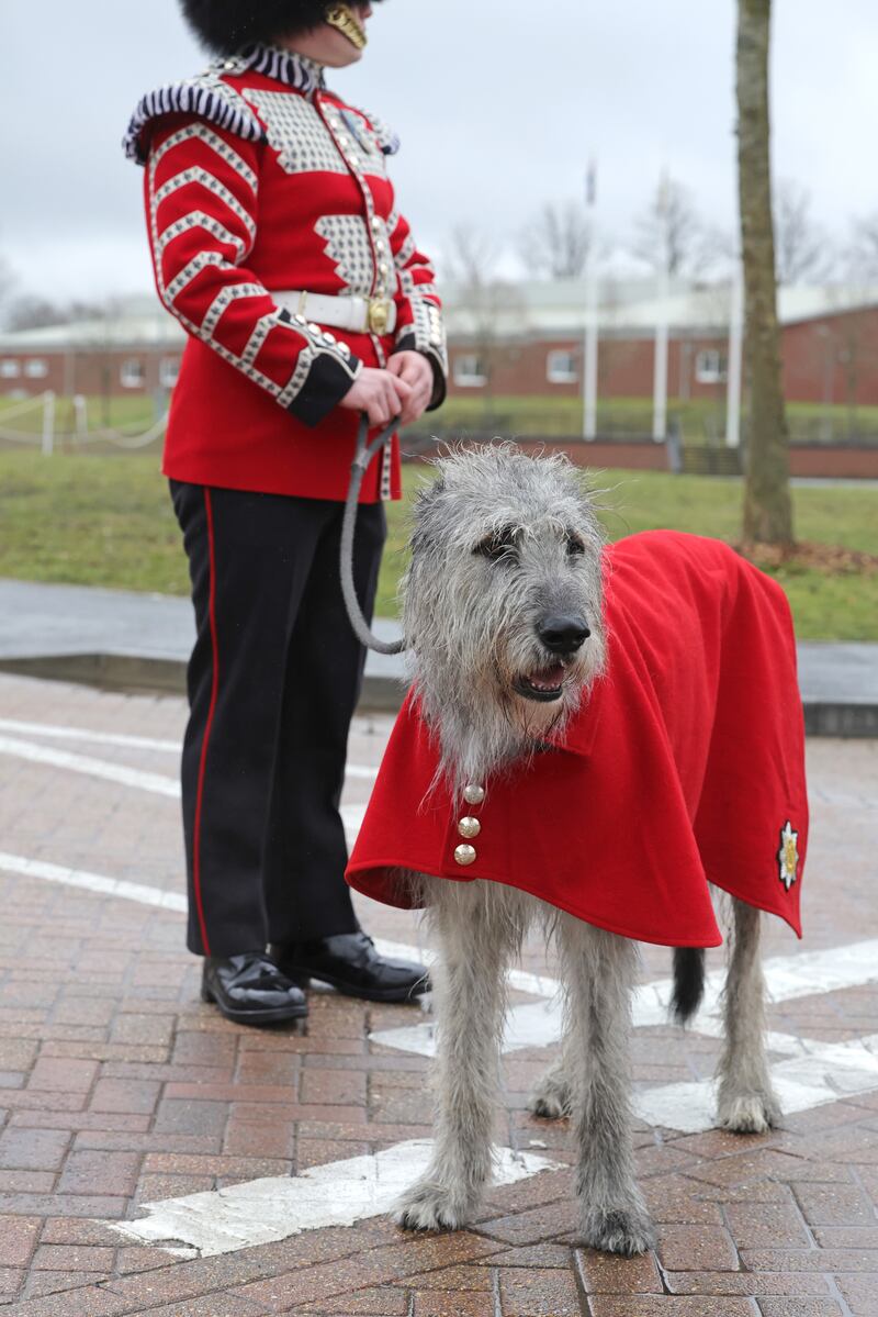 Irish wolfhound Turlough Mor (aka Seamus), regimental mascot of the Irish Guards