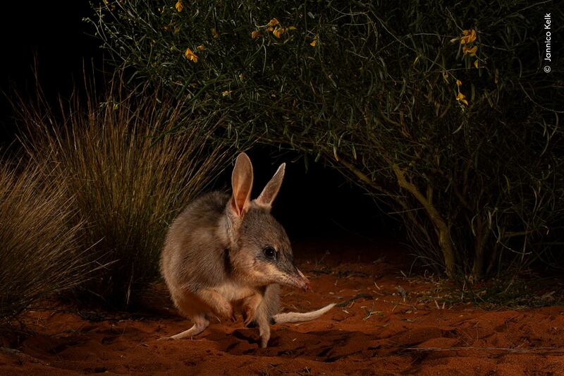 A reintroduced Thalka, (the word for bilby used by the Arabana people), in an ecological safe haven in the South Australian desert