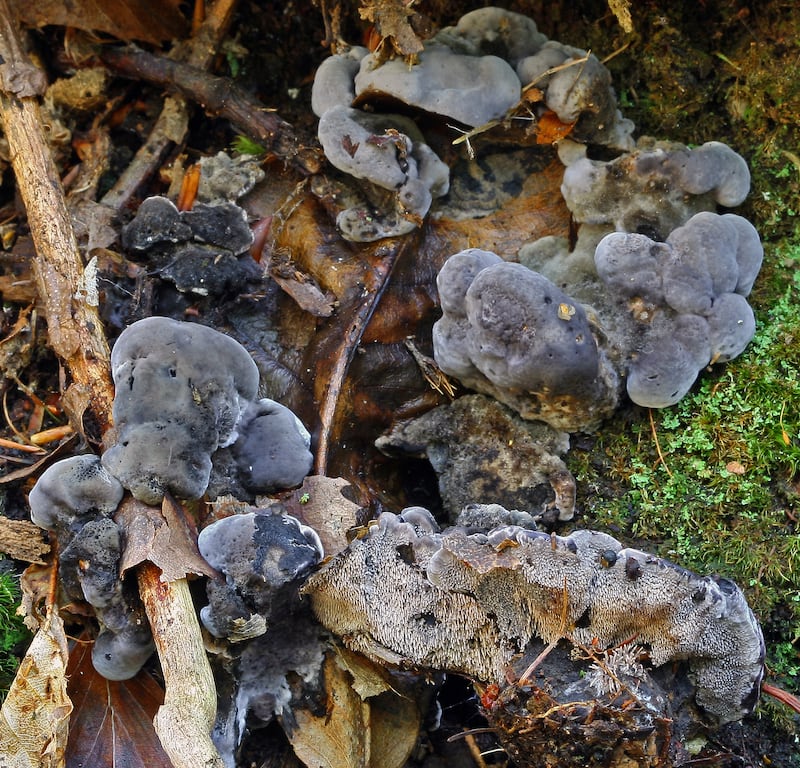 Phellodon frondosoniger, another ectomycorrhizal fungus partnered with broadleaved trees such as oaks but with black caps was described from Crown Estate land near Windsor. (Martyn Ainsworth)