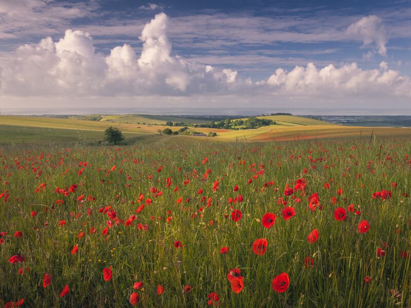 Poppies & Puffy Clouds