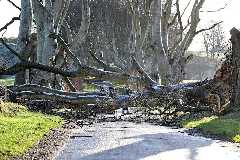 Storm clean up