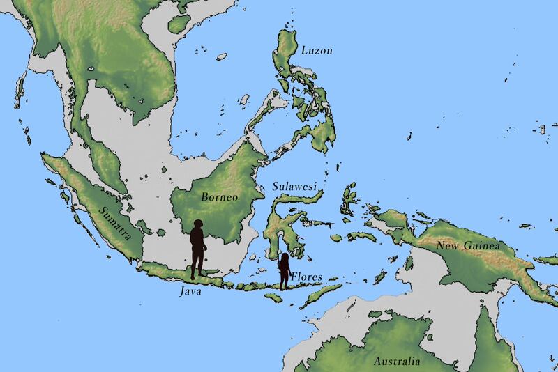 Discovery locations of Homo erectus in Java and Homo floresiensis in Flores, both in Indonesia (Yousuke Kaifu/University of Tokyo)