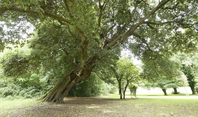 The Woodland Trust are looking for the public to vote on their favourite tree. The Holm Oak at Kilbroney Park, Rostrevor is on the shortlist. Picture by Michael Cooper 