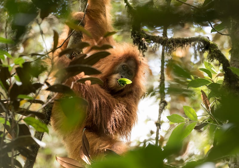 Tapanuli orangutan.