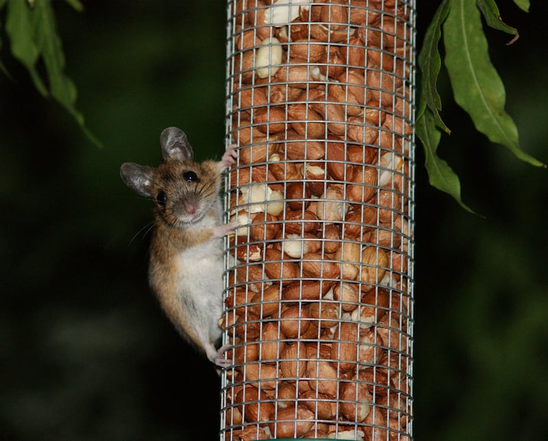 Field mice may take food from your bird feeder