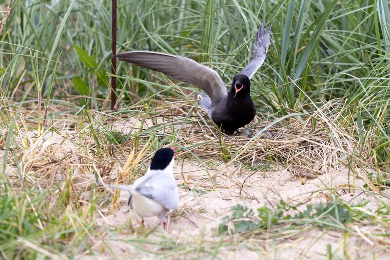 A new pairing in the tern world as Arctic tern and American black tern couple up for the first time