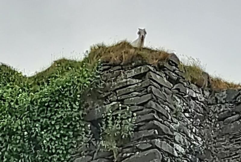 The aptly nicknamed goat Ivy peering down from the top of Northburgh Castle ruins. PICTURE: ISPCA