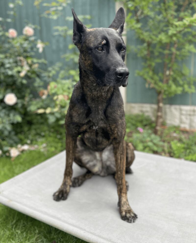 Police dog Vixen, who was injured in unrest in Tamworth on August 4