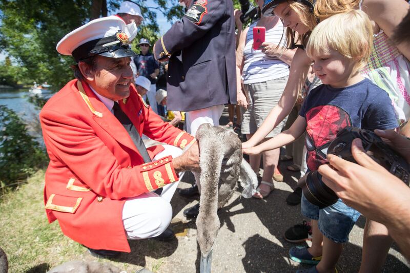 A child is shown one of the swans