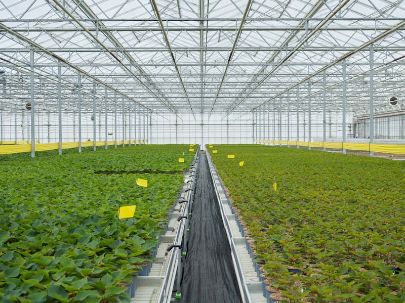 Poinsettias growing in Bridge Farm Group’s 60-acre greenhouse, ahead of retailer demand during the winter season. Unilever’s scientists will use any unsold plants to extract naturally occurring ingredients for future uses.