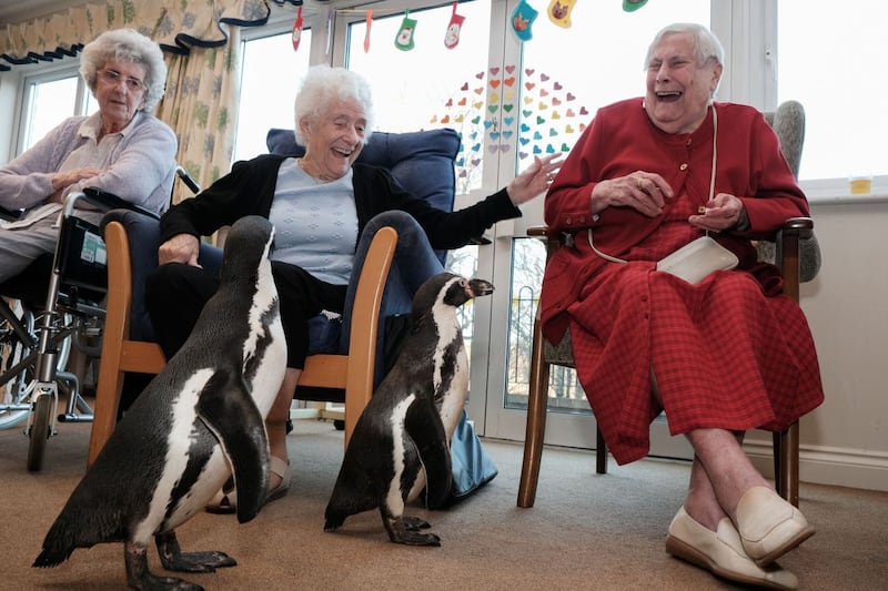 Penguins visit care home residents