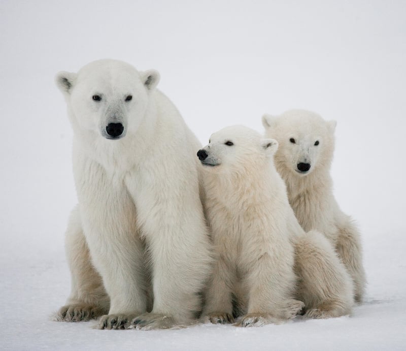 Polar bear with a cubs in the tundra. Canada