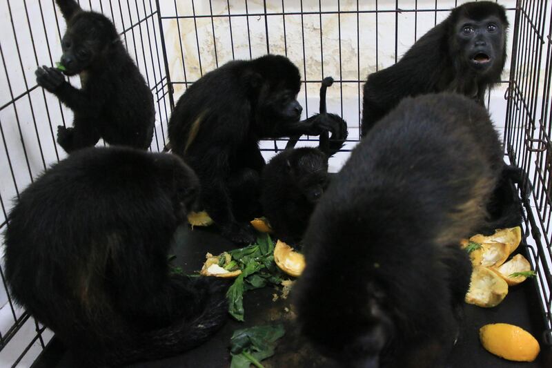 Howler monkeys sit in a cage at a veterinarian clinic after they were rescued amid extremely high temperatures in Tecolutilla, Tabasco state, Mexico (Luis Sanchez/AP)