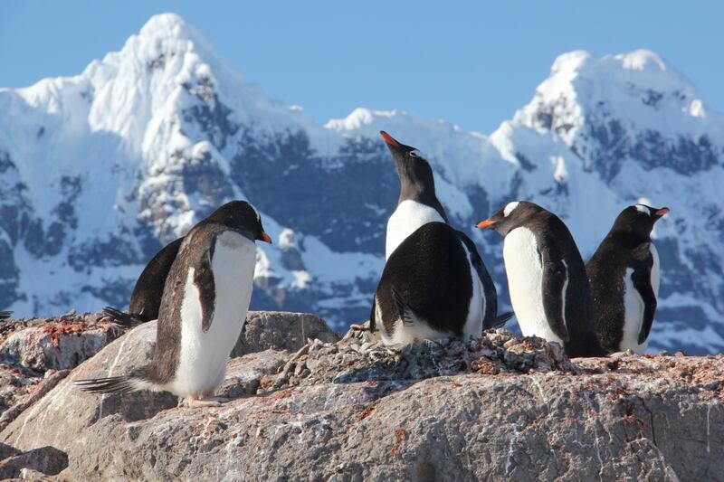 The usual inhabitants in the Antarctic region