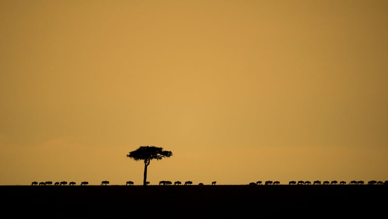 A line of wildebeest on the horizon