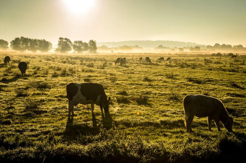 cows 