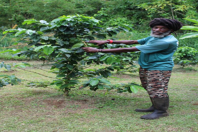 Liamuiga Natural Farm guide Kerryn “Tiem” Williams shows visitors around.